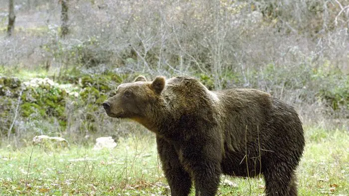 Parco nazionale d\\'Abruzzo