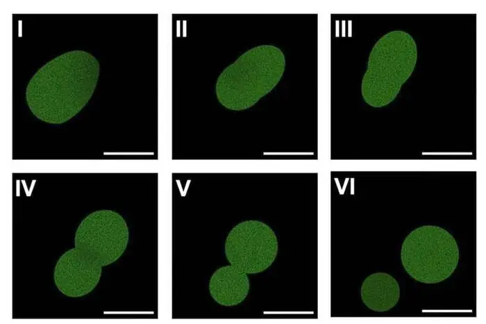 Dubbi sulla prima cellula sintetica 'ottenuta da zero'