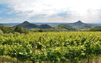 Al via la vendemmia sui Colli Euganei, si preannuncia una buona annata