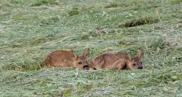 Oltre 1.500 cerbiatti salvati dai tagliaerba: in Alto Adige nasce la rete “Kitzrettung”