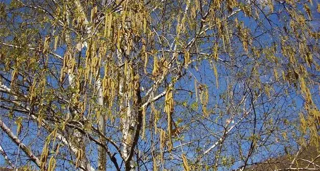Pollini, in Alto Adige aumentano le allergie da «nuove» piante