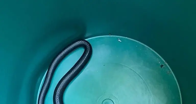 Serpente in casa, a Tesimo intervengono i vigili del fuoco
