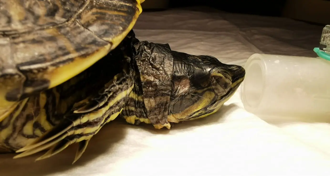 Squirtle, giovane tartaruga operata a Bolzano