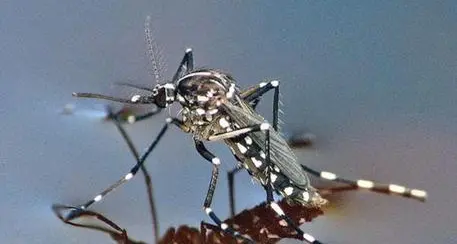 Allarme zanzara tigre in Alto Adige: dal 2013 il numero medio di uova è decuplicato