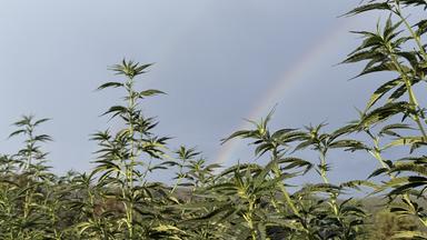 Cbd e ricetta medica, associazione: 'Decreto resta sospeso, decide l'Ue'