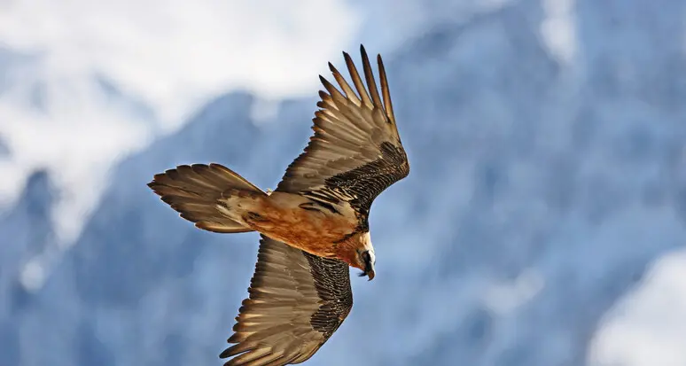 In quattro nidi dell'Alto Adige sono nati i piccoli di gipeto