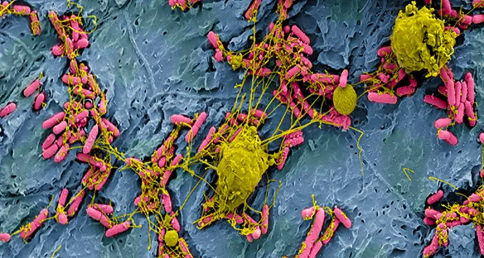 Il sistema immunitario reagisce ai microbi prima di riconoscerli