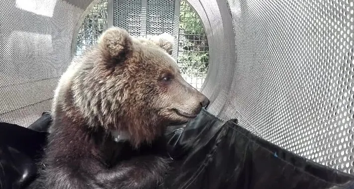 Va a fare jogging e incontra l’orso: succede a Cermes