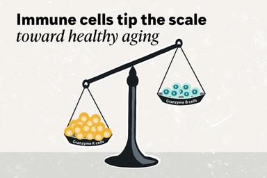 Nelle cellule immunitarie la spia di come si sta invecchiando
