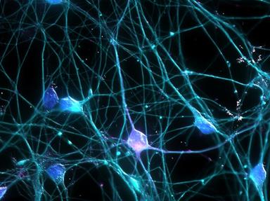 Cervello, pronto l'atlante della centralina che controlla i movimenti