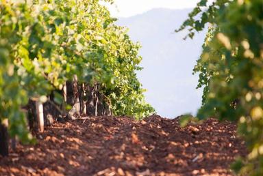 Consorzio Vino Chianti 'uve di gran qualità, provvidenziali piogge a settembre'