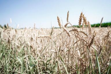 Danni da clima per 67,6% aziende agricole in tre anni, da caldo a grandine