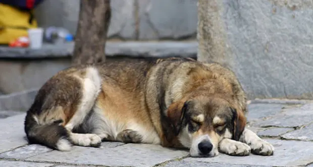 Carcere per chi maltratta gli animali, approvata la legge. Unterberger delusa: “E’ incompleta”