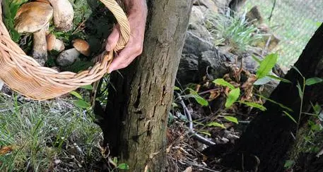Redagno, cercatore di funghi sparito: ricerche su larga scala
