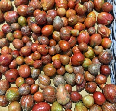 Il pomodoro borsa di montone nuovo presidio Slow Food in Toscana
